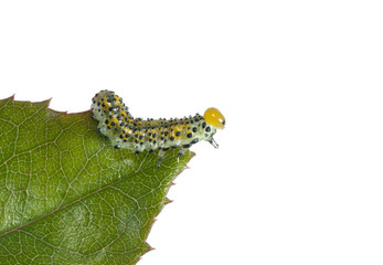 Larva