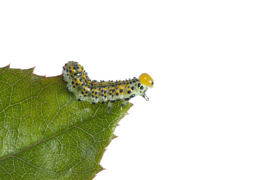Larva
