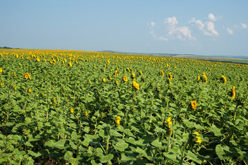 Fototapeta na wymiar field of blossomed sunflowers with blue sky and white clouds