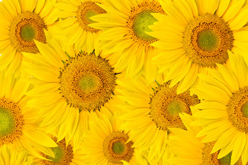 Fototapeta premium background made of close-up of sunflower heads, shot from top
