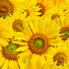 Naklejka premium sunflower background