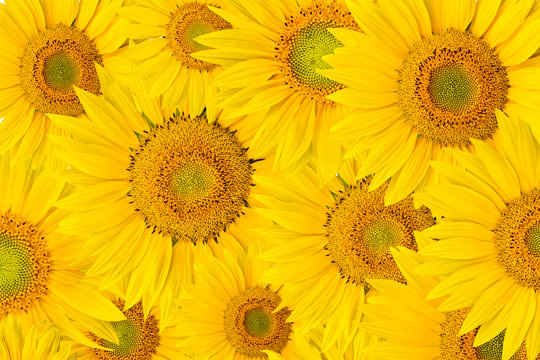 background made of close-up of sunflower heads, shot from top