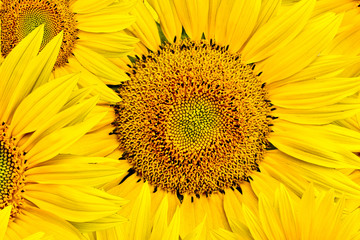 Fototapeta premium sunflower background