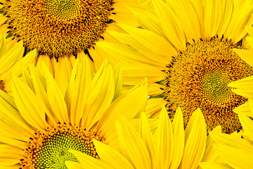 Naklejka premium background made of close-up of sunflower heads, shot from top
