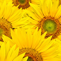 Naklejka premium sunflower background