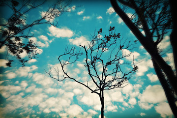 Bäume und Himmel.