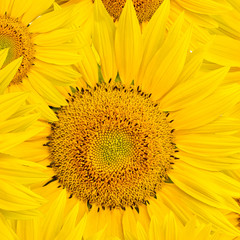 Obraz premium background made of beautiful sunflowers