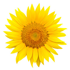 Obraz premium sunflower