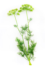 dill