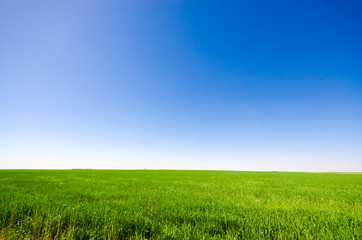 Green meadow under a blue sky