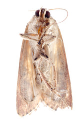 insect moth isolated