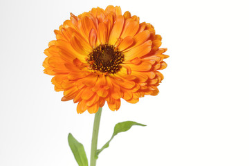 Ringelblume (Calendula officinalis)