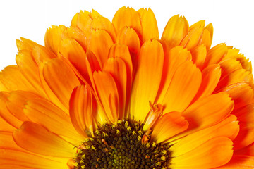 Ringelblume (Calendula officinalis)