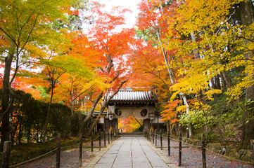 Fototapeta premium Komyoji, Nagaokakyo, Kansai, Japan