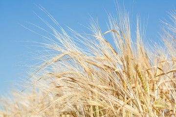 in a wheat field