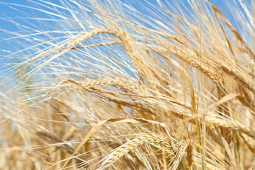 in a wheat field