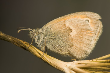 Coenonympha pamphilus