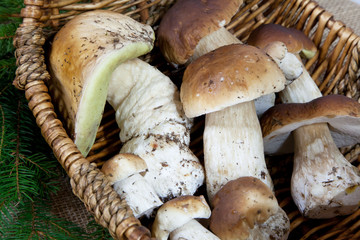 Frisch gepflückte Steinpilze