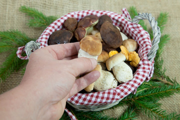 Frisch gepflückte Pilze