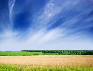 Obraz premium Wheat field