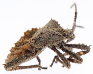 insect stink bug isolated