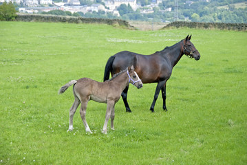 A Chestnut Mare and Foal in a moorland field in Yorkshire
