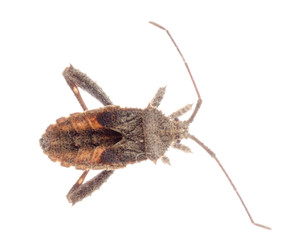 insect stink bug isolated