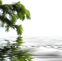 Pine branches reflecting in the water
