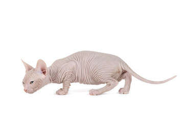 Don Sphynx Kitten 18037