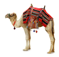 Foto op Canvas kameel © Vladimir Bikhovskiy
