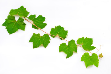 grape leaves