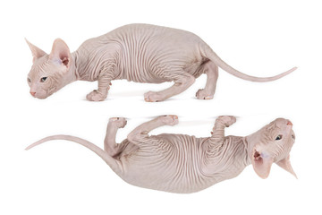Don Sphynx Kitten 18037 doppelt