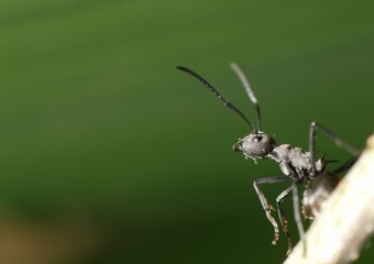 insect ant background