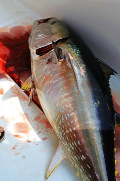 At&uacute;n rojo recien pescado de 45 kilos de peso