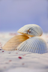 Muscheln