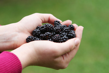 Brombeeren