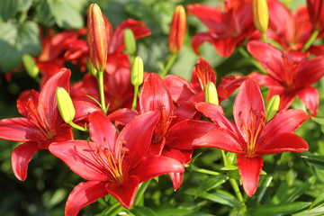 Red Lilies close up