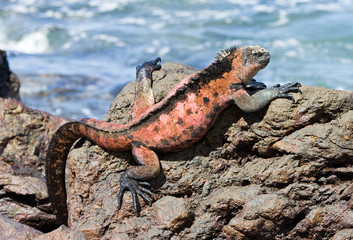 Marine iguana