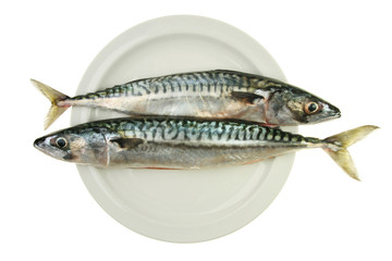 Two mackerel