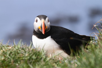 puffin