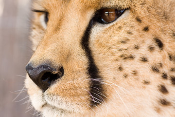 Cheetah