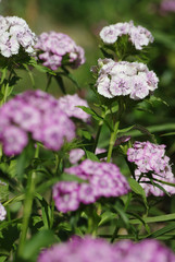 Farbenfrohe Bartnelken