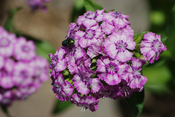 Farbenfrohe Bartnelke