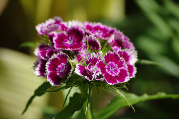 Farbenfrohe Bartnelke