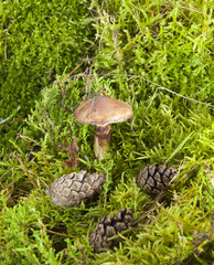 Mushroom