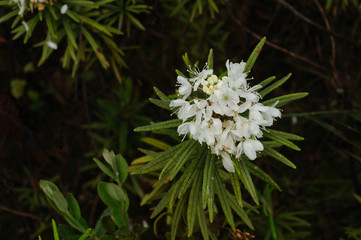 Forest ledum