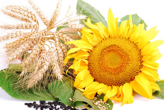 Sunflower and wheat classes, seeds