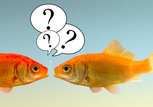 poissons bulle questionnement