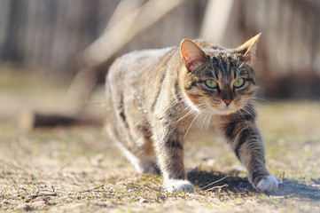 Hunting cat