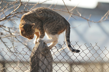 Cat climbing the fence